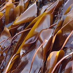 Algi Laminaria Digitata