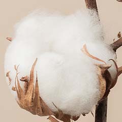 Komórki macierzyste bawełny arabskiej