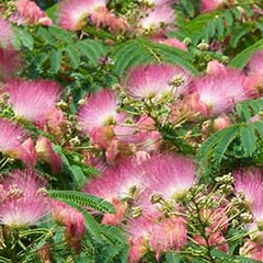 Połączenie ekstraktu Albizia Julibrisin i ekstraktu Siegesbekia