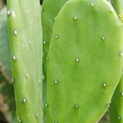 Ekstrakt z kaktusa opuncji