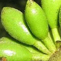 Ekstrakt z Enantia Chlorantha