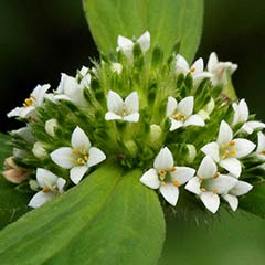 Ekstrakt z mącznicy lekarskiej i mitracarpy