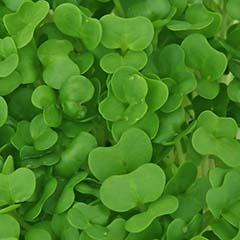 Ekstrakt z rzeżuchy i układ liposomalny izoflawonów sojowych