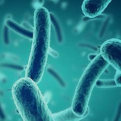 Ferment termus termofilny